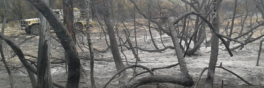 Photo: Platbos Forestry